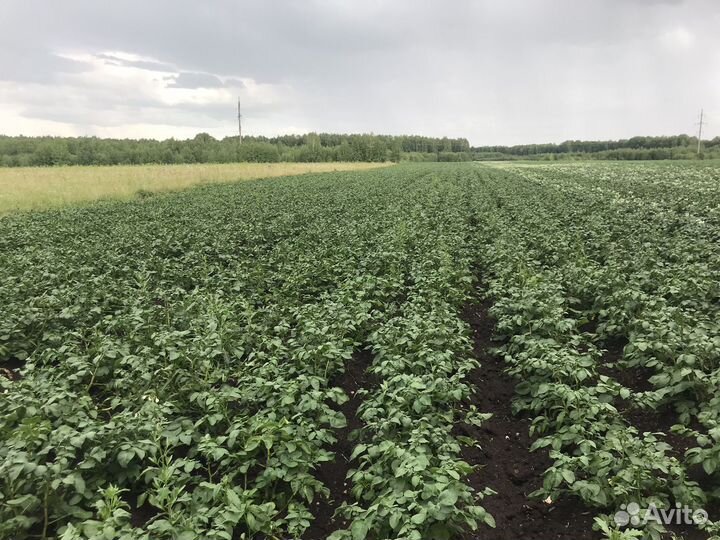 Семенной картофель