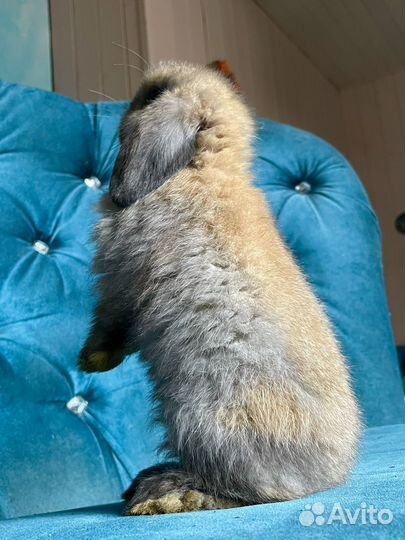 Декоративный вислоухий кролик минилоп