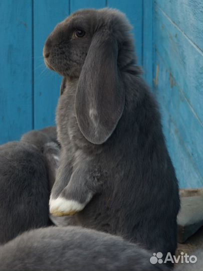 Чистопородное разведение кроликов