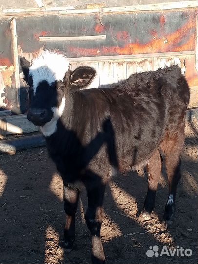 Золотой теленок