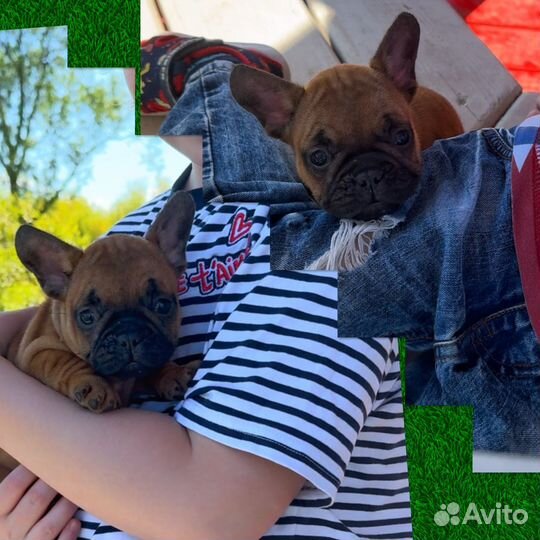 Мини девочки французики