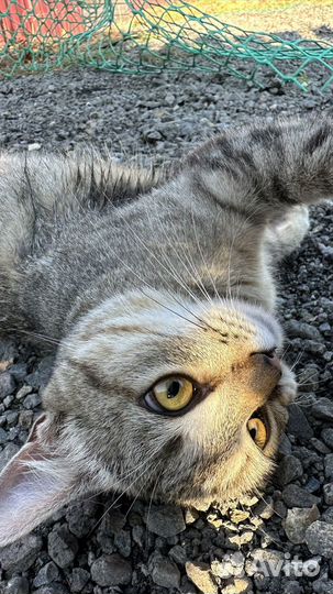 Особенная кошка