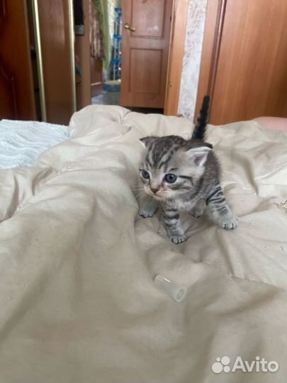 Британские котята