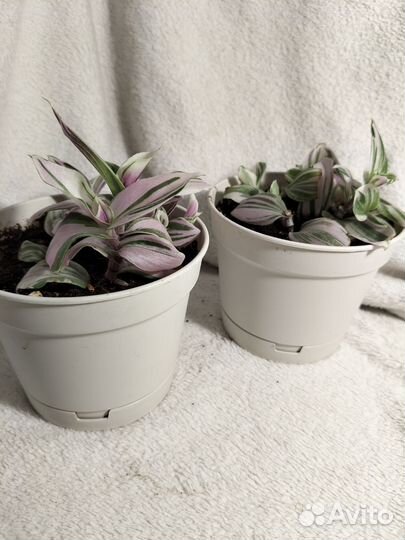 Традесканция бело-розовая