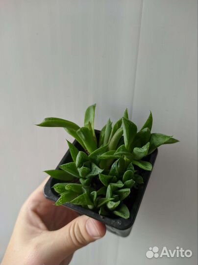 Хавортия ладьевидная