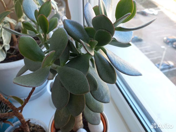 Толстянка (денежное дерево)