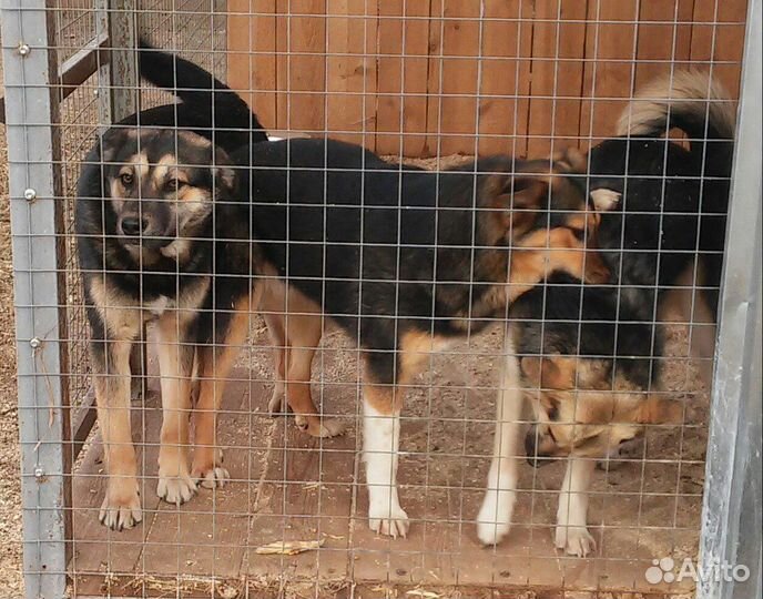 Собаки ищут дом