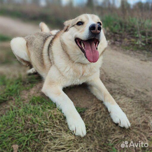 Собака ищет дом