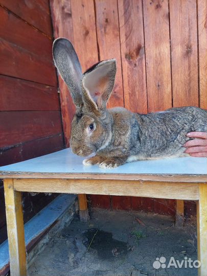 Продаю Кроликов породы Ризен