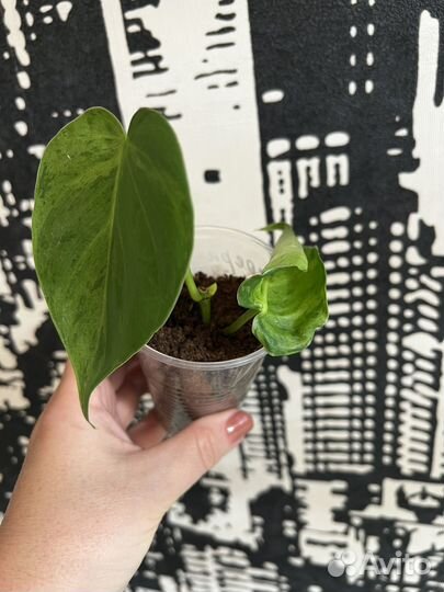 Филодендрон Хедерациум вариегатный