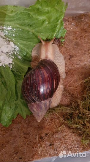 Улитки ахатины бесплатно
