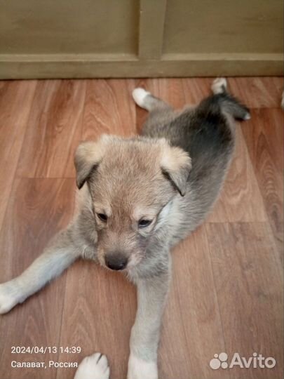Щенки помесь