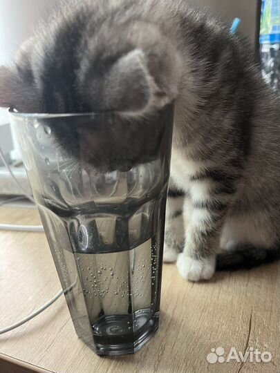 Котята в добрые руки бесплатно