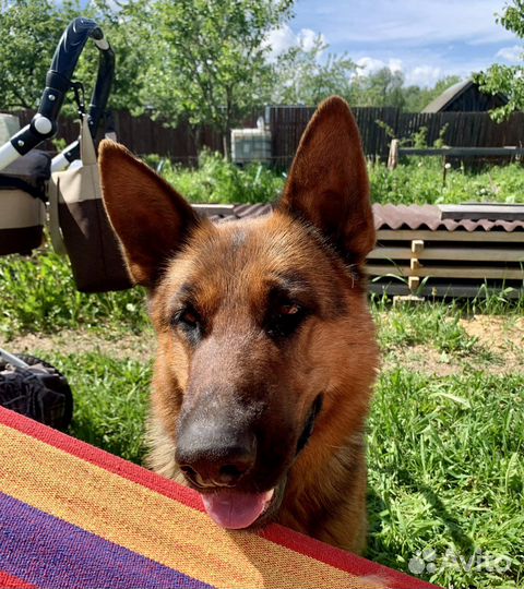 Овчарка вязка