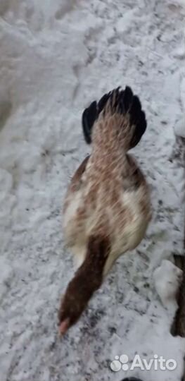 Цыплята от кур о шамо