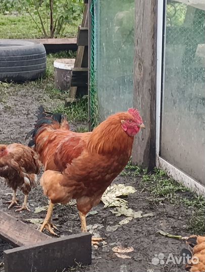 Молодые петухи Ухейлюй