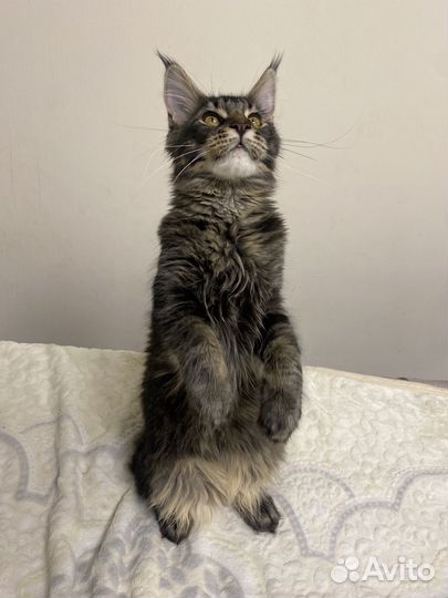 Котята мейнкун