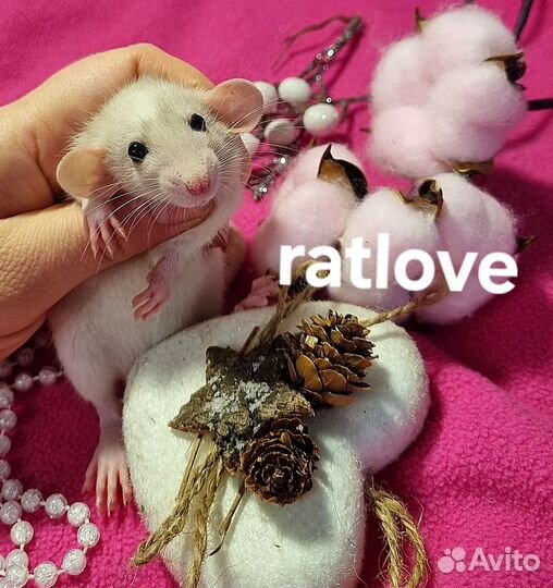 Крысята дамбо от ratlove