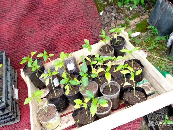 Рассада перцев