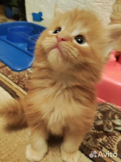 Котята мейн-кун