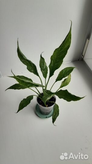 Спатифиллум Джемени