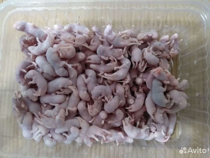 Кормовые мыши