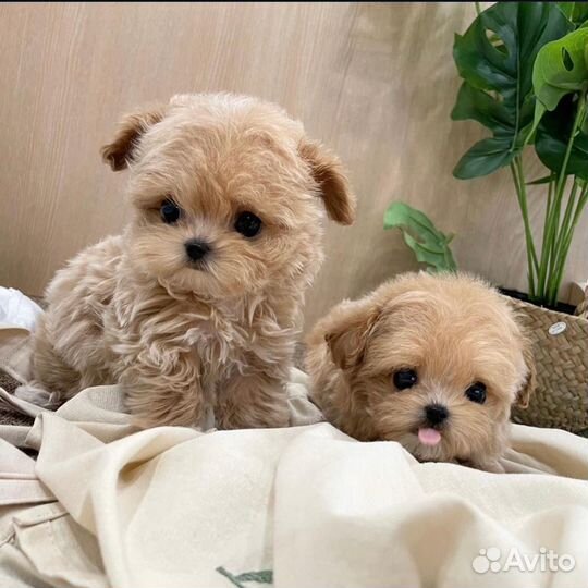 Мальтипу micro из кореи