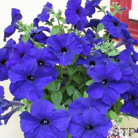 Петуния кустовая синяя рассада цветов оптом