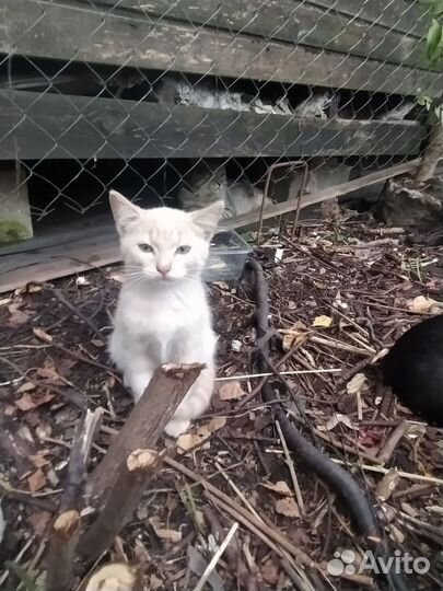 Котики в добрые руки