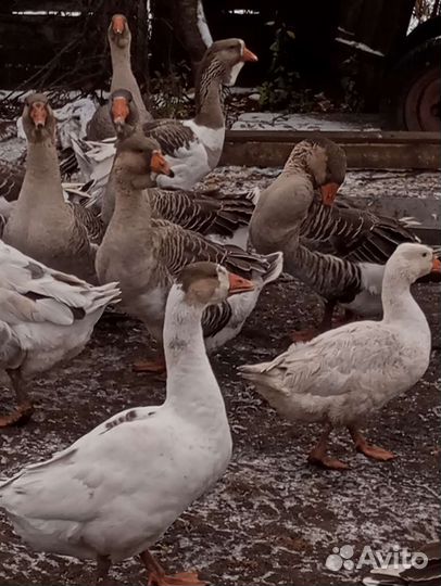 Гусьи Холмогоры и помес Линда и крупный серый