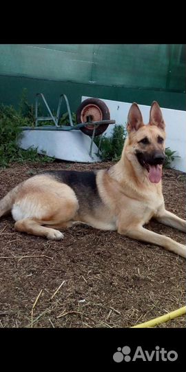 Восточноевропейская овчарка