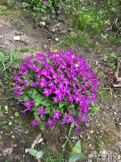 Многолетние растения для Вашего сада