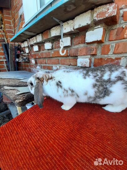 Кролики мясных пород