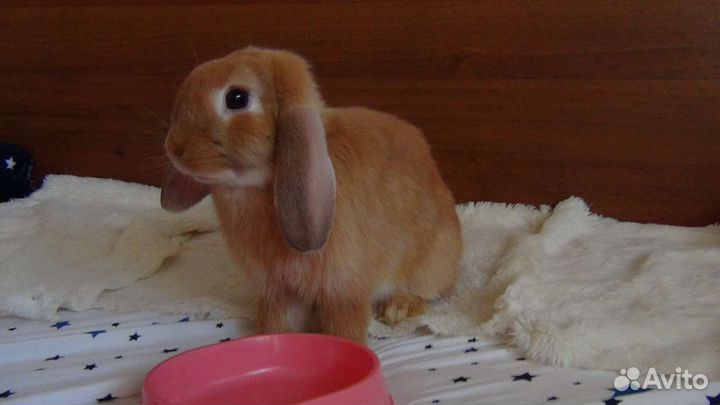 Декоративные кролики вислоухие