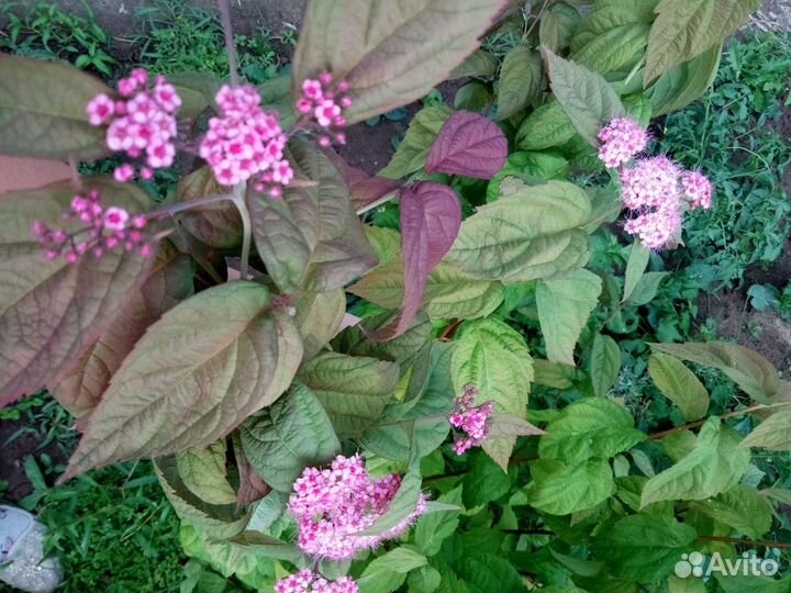 Форзиция, магония, вейгелла, спирея, лапчатка