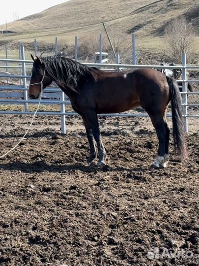 Жеребец в косяк