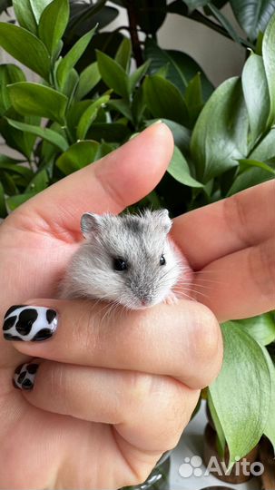 Джунгарские хомяки 3 недели