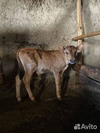 Бычок 2 нидели
