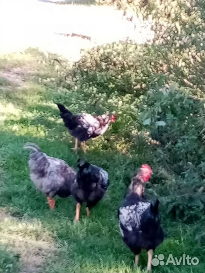 Продам молодых Петушков. Все цветные, разные