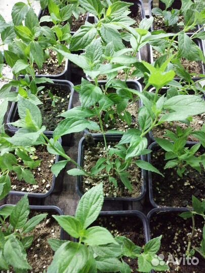 Гортензия метельчатая Мохито