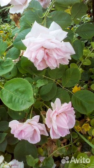 Кустовая морозоустойчивая роза