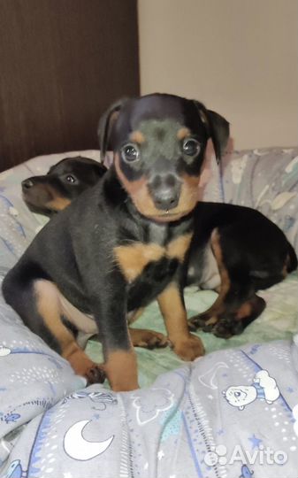 Щенки цвергпинчера