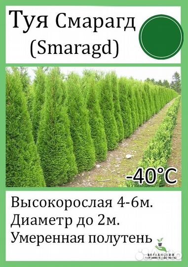 Туя западная смарагд