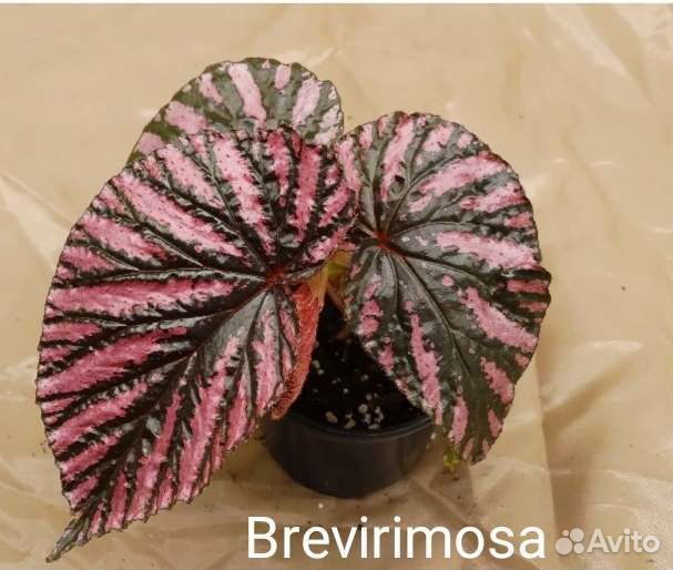 Бегония кейн