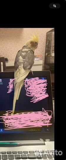 Продам попугая корелла