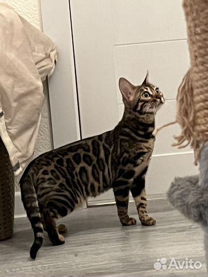 Бенгальская кошка