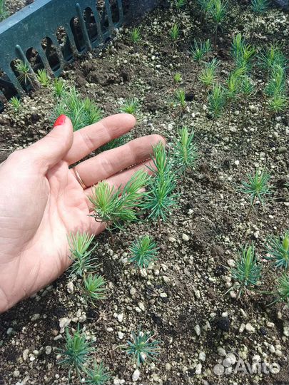 Ель голубая Сан Изабель