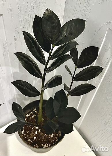 Замиокулькас черный равен