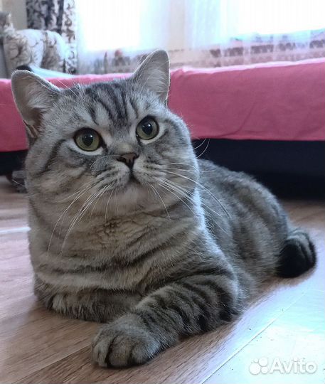 Шотландский кот вязка