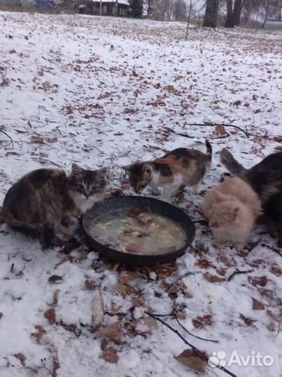 Котята в добрые руки
